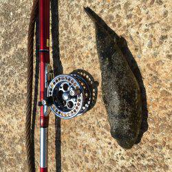 ねばりのチヌ２枚